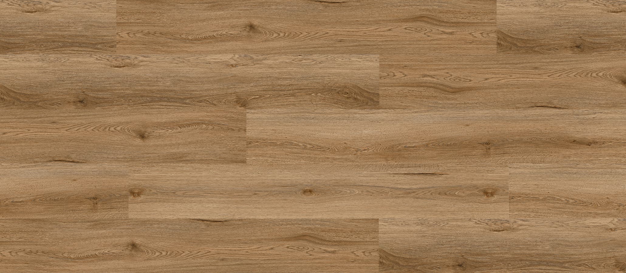 Coastal Spotted Gum