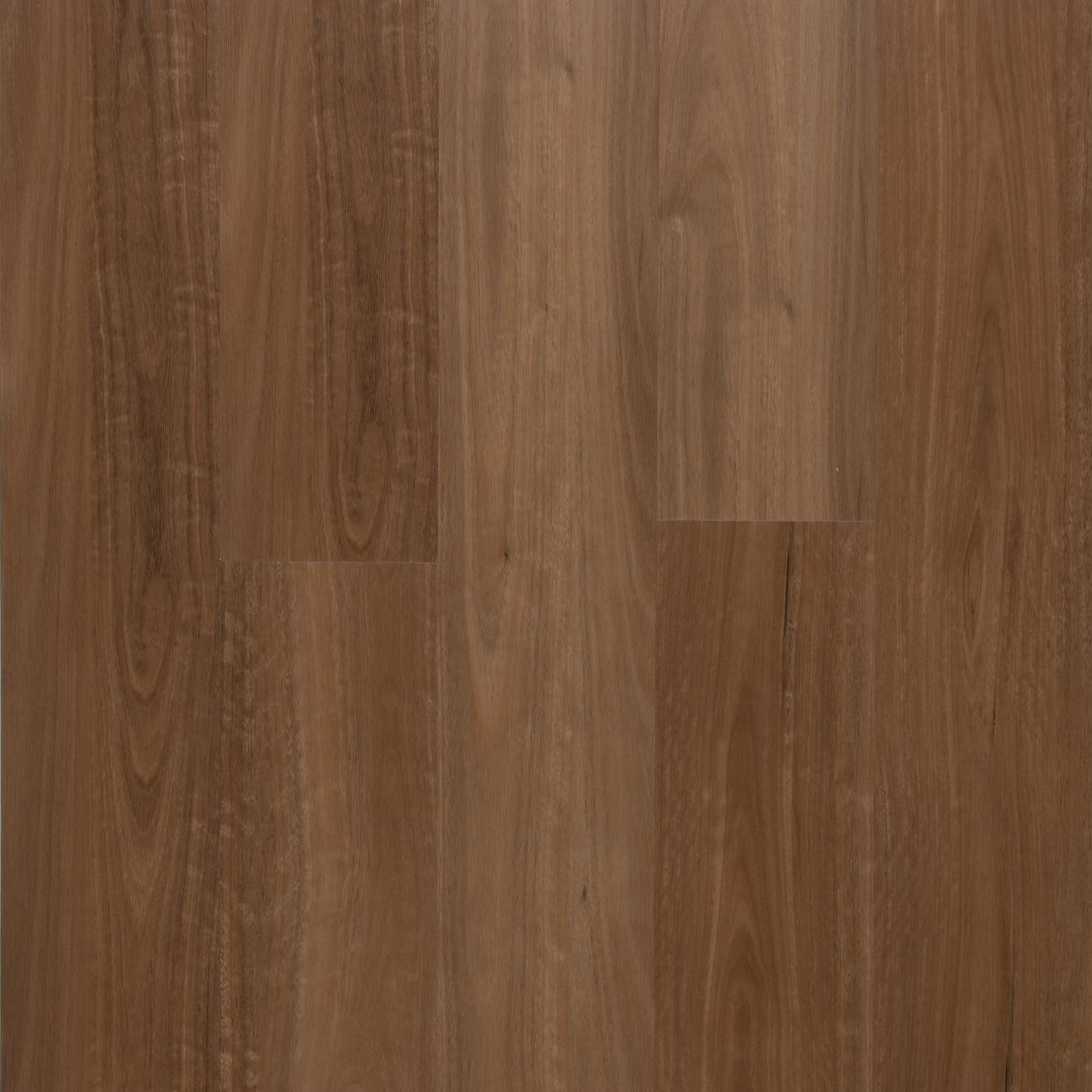 Spotted Gum