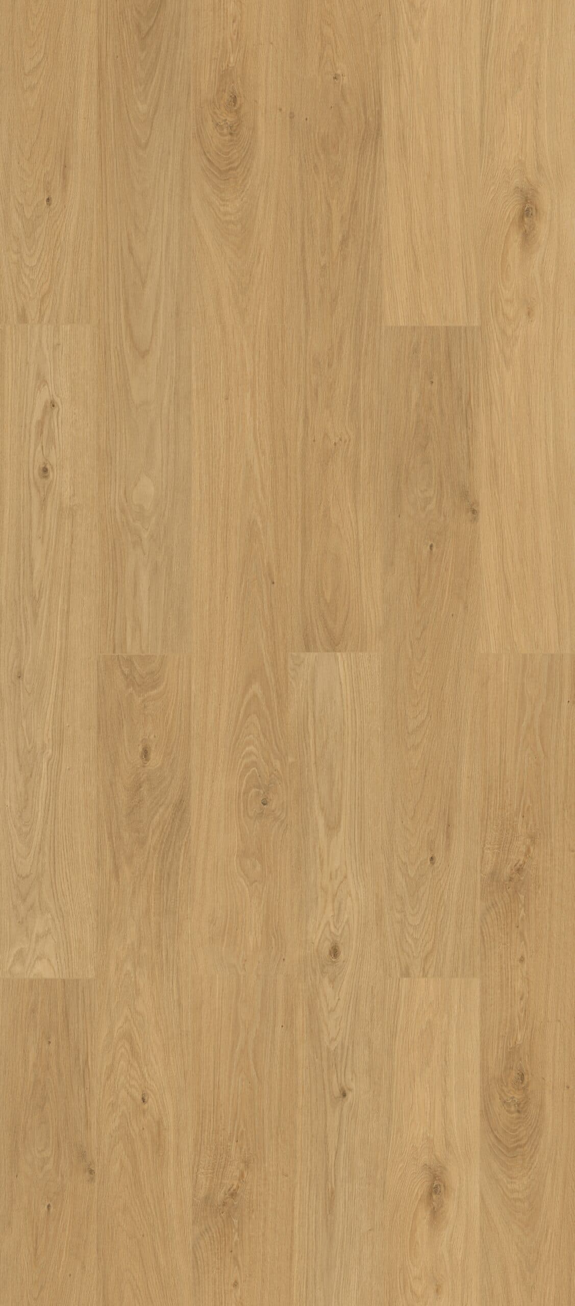 Mallee Oak