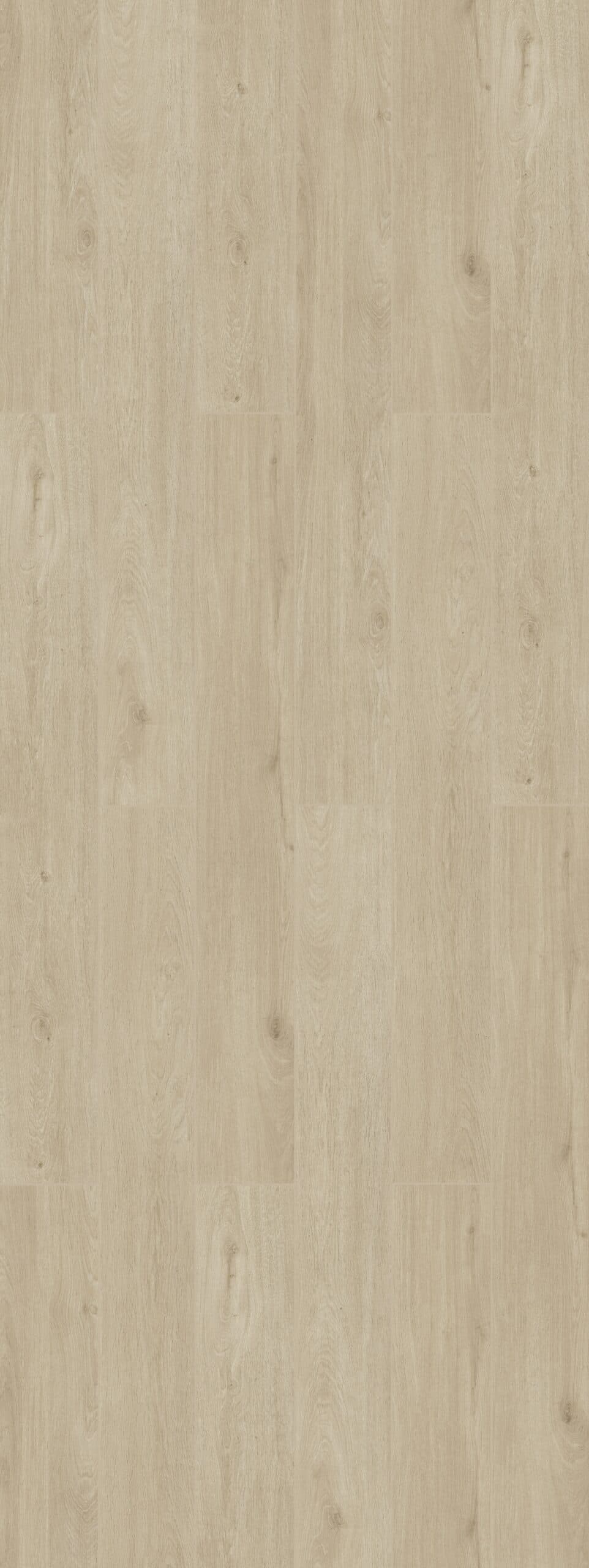 Clouded Birch
