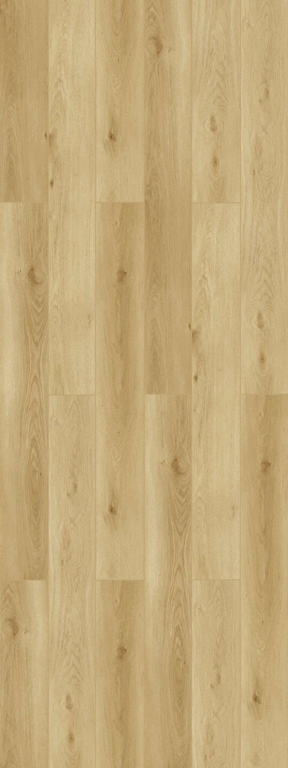 Dune Oak